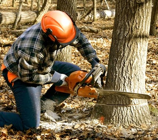 Tree Removal in Delong, IN